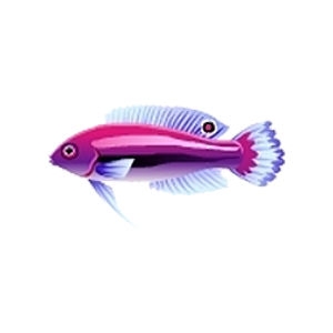 Violet Fairy Wrasse